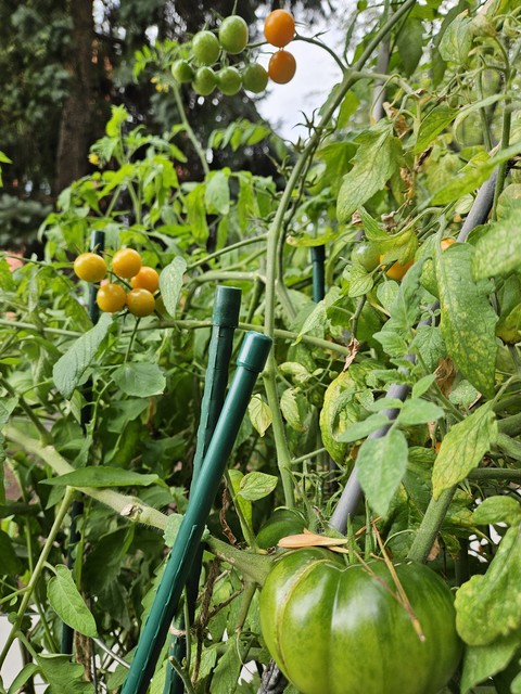 TOMATOES