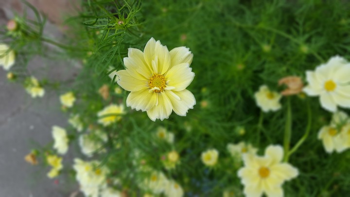 sweet flowers