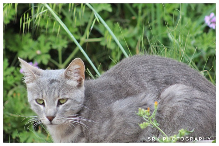 cat