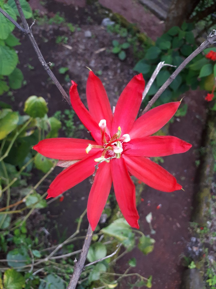 flower