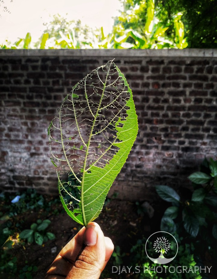 leaf