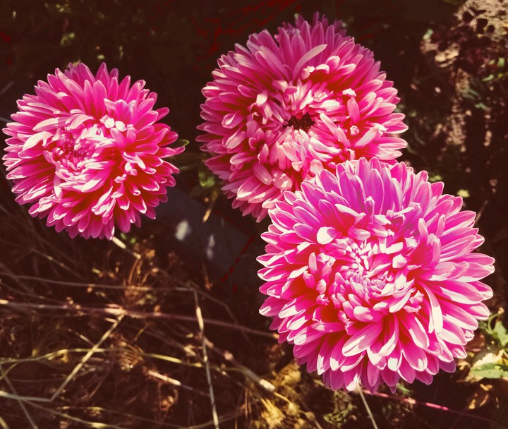pink flowers