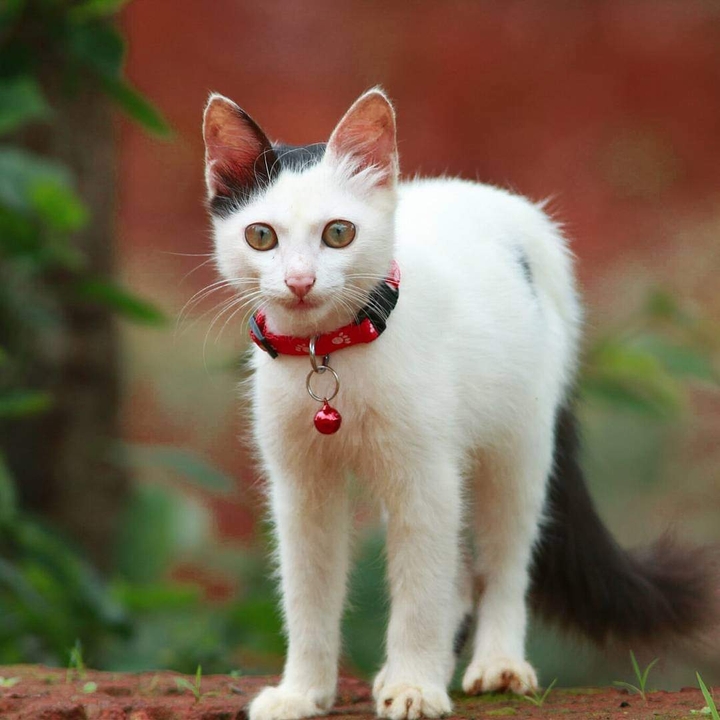 cattttyyy