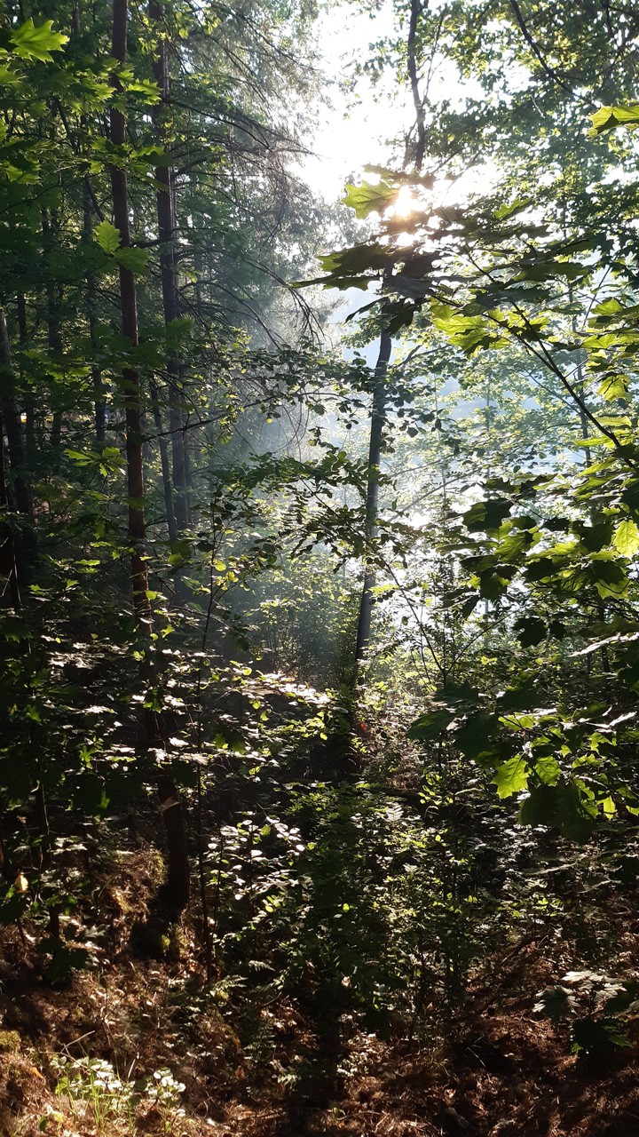 forest