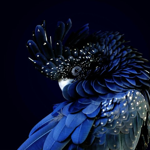 dark only blue
