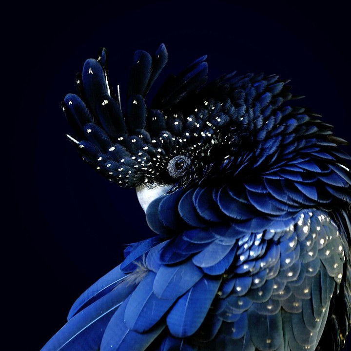 dark only blue