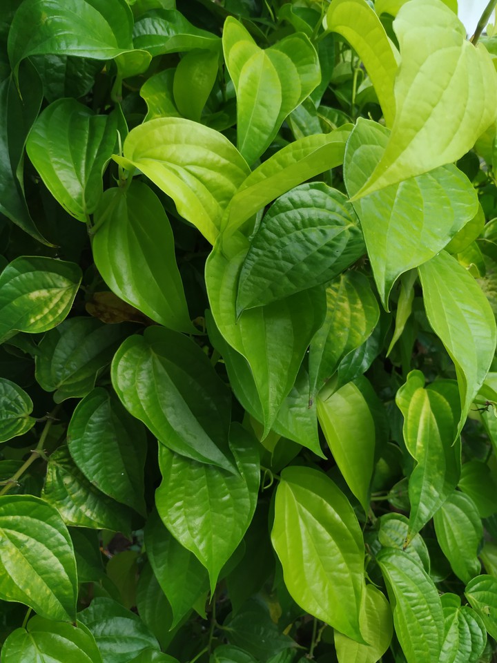 green leaves