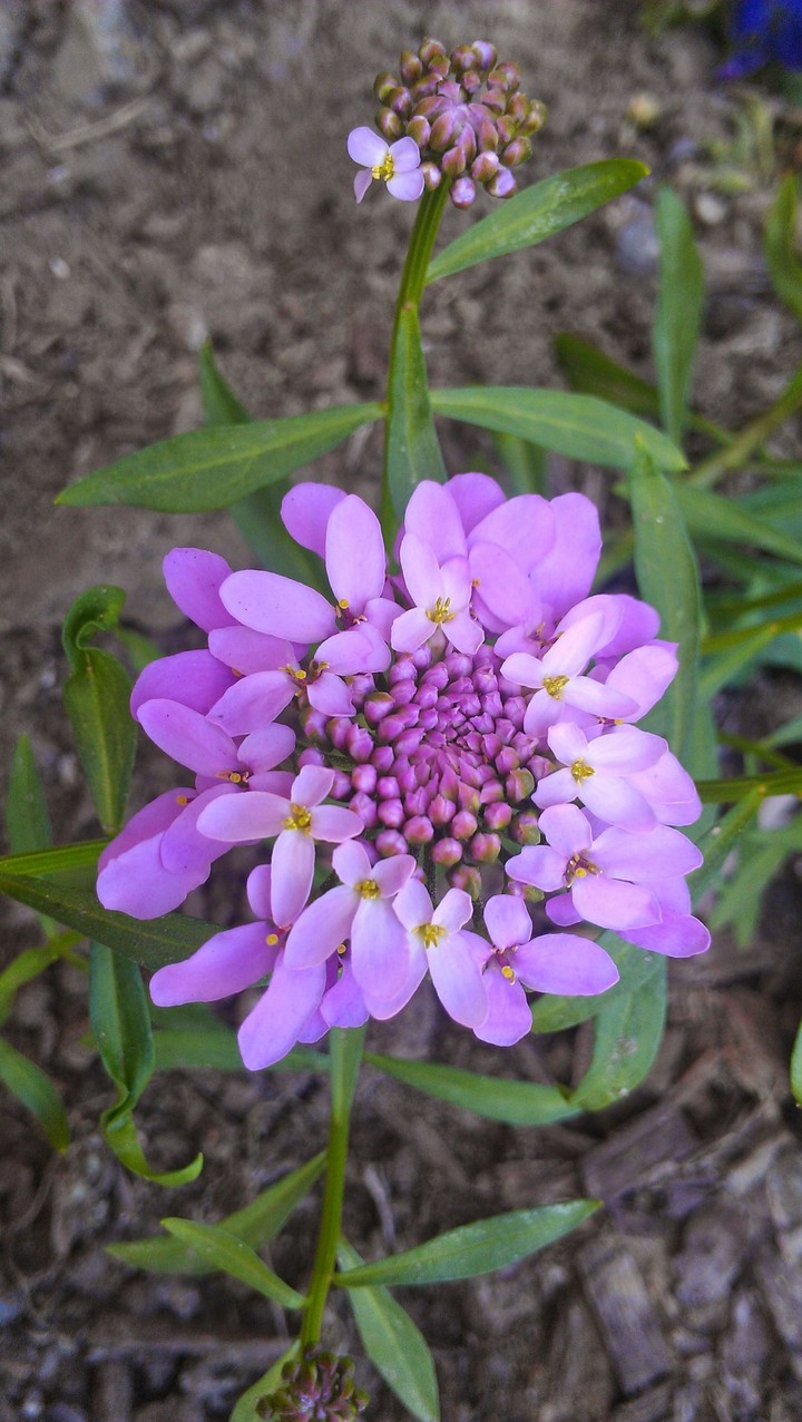 wild flower
