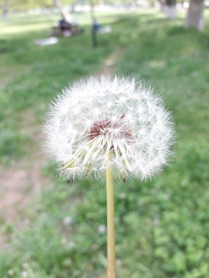 natural