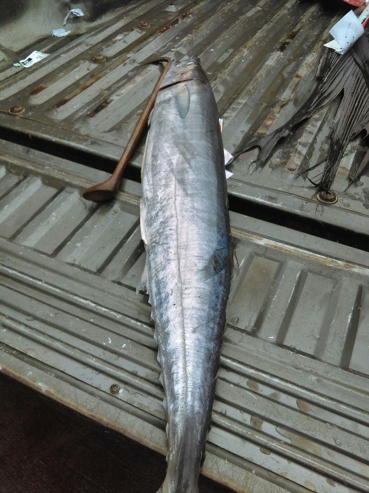 Fresh Catch