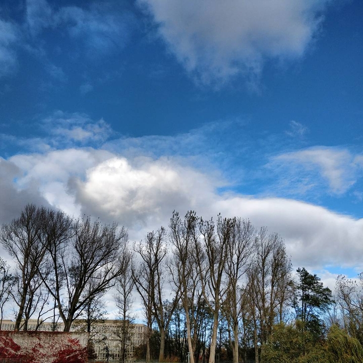 Trees-Bluesky