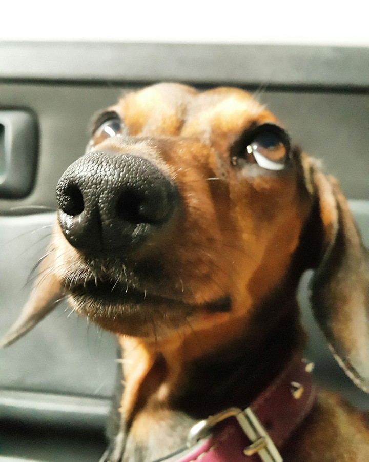 daschund