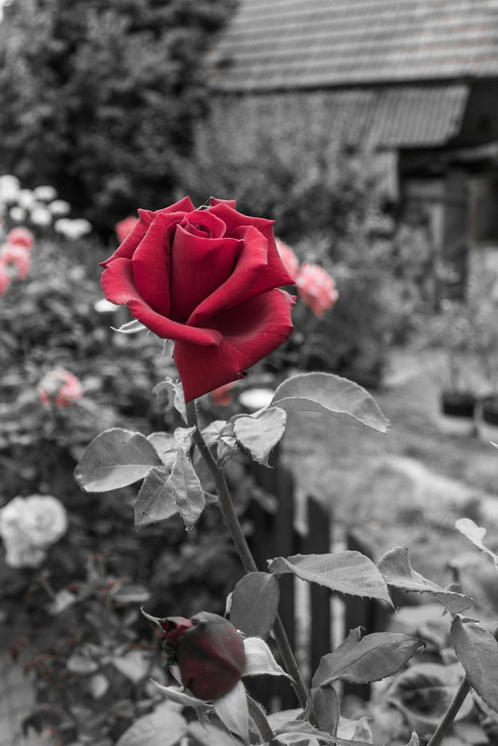 A rose of love
