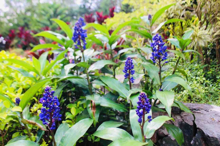 flower ?