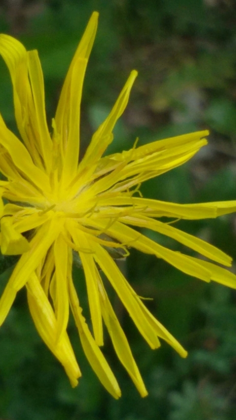 fiore di campo
