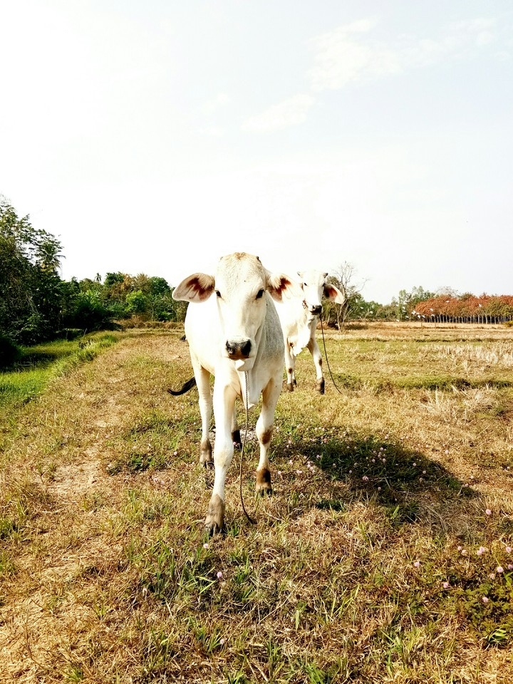 cow