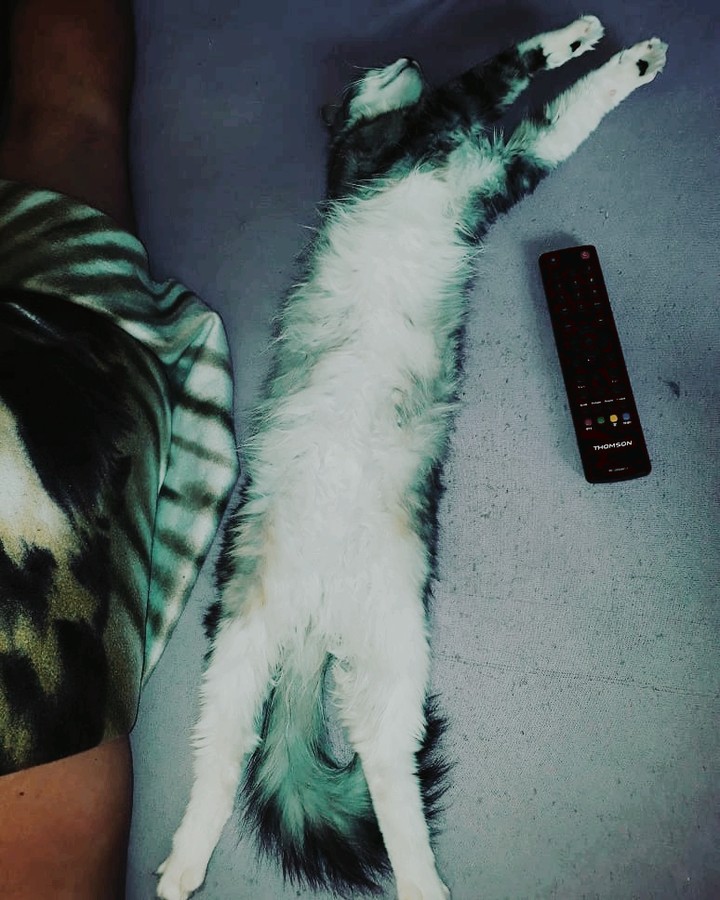 кошки