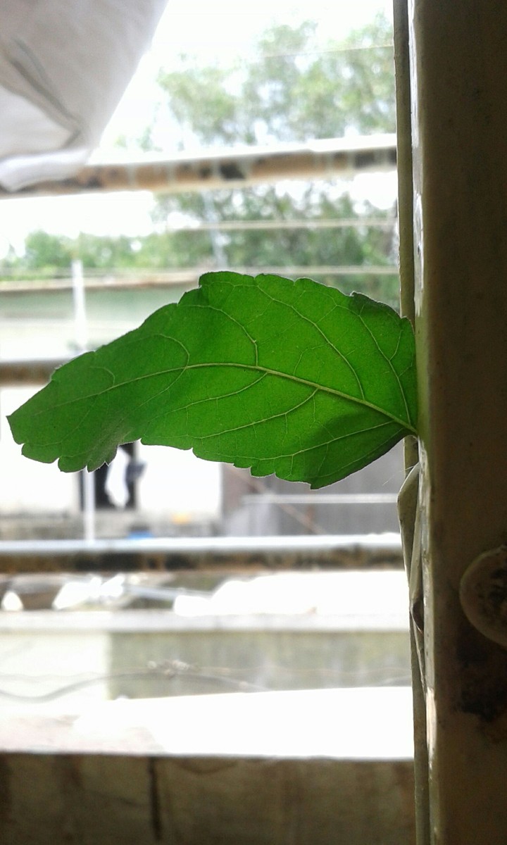 leaf