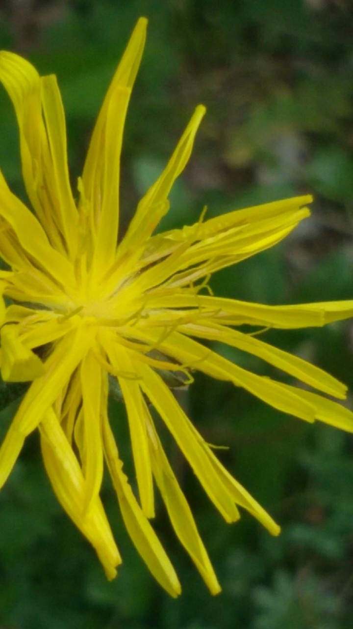 fiore di campo