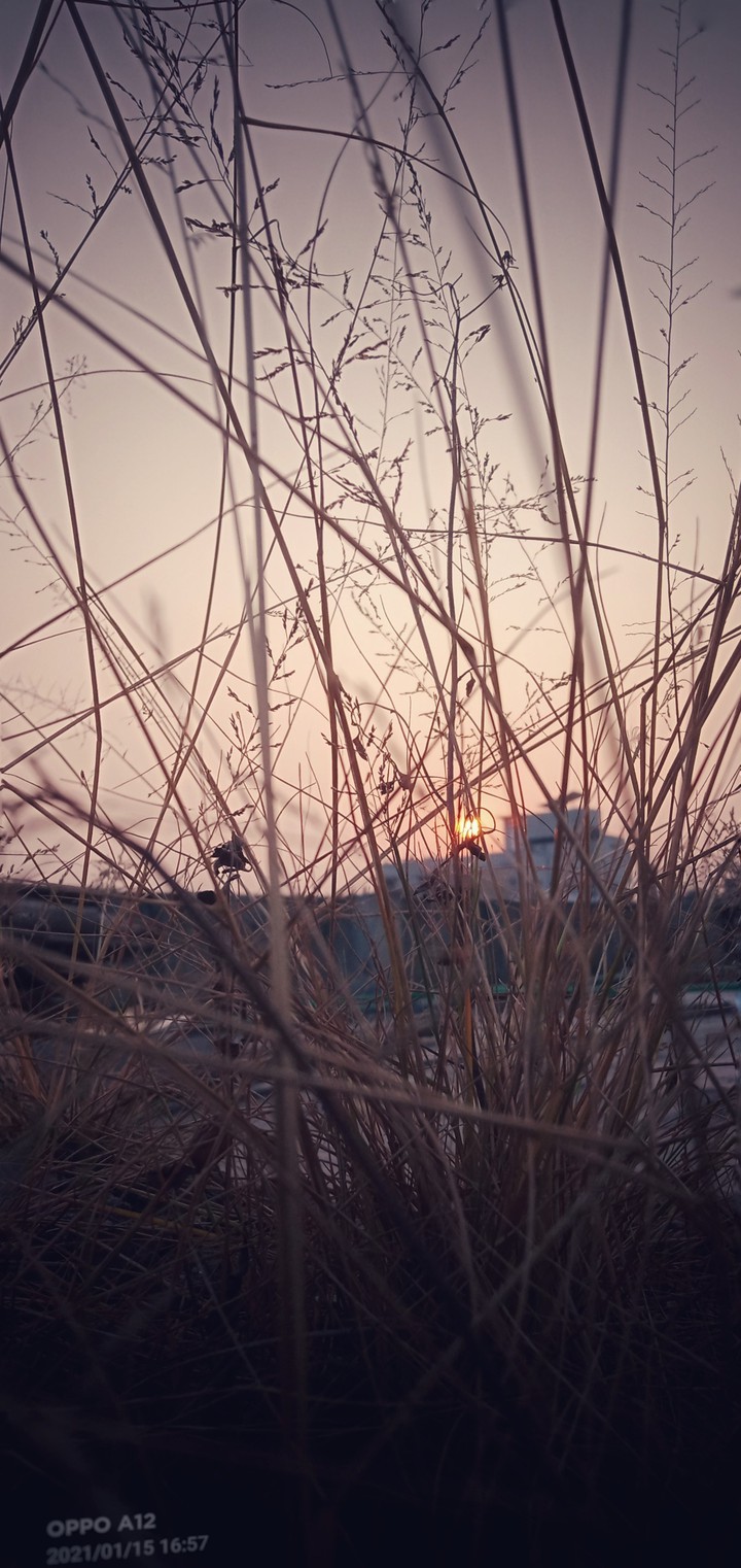 grass
