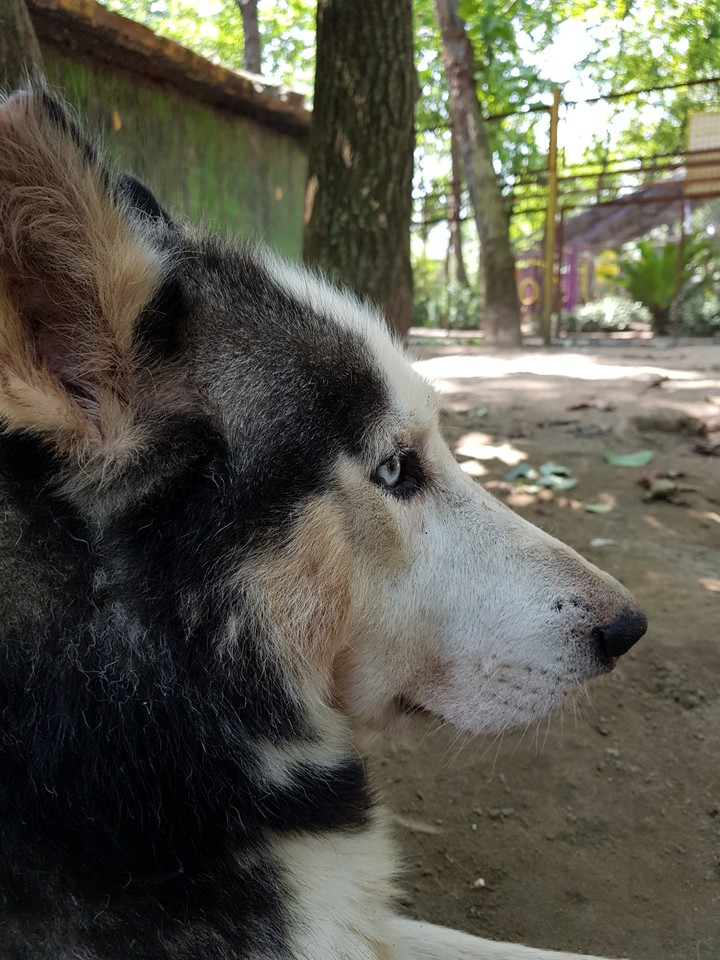 husky
