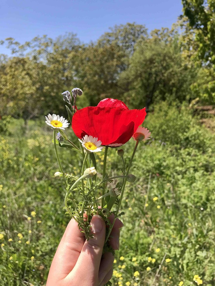 daisys and red poppy