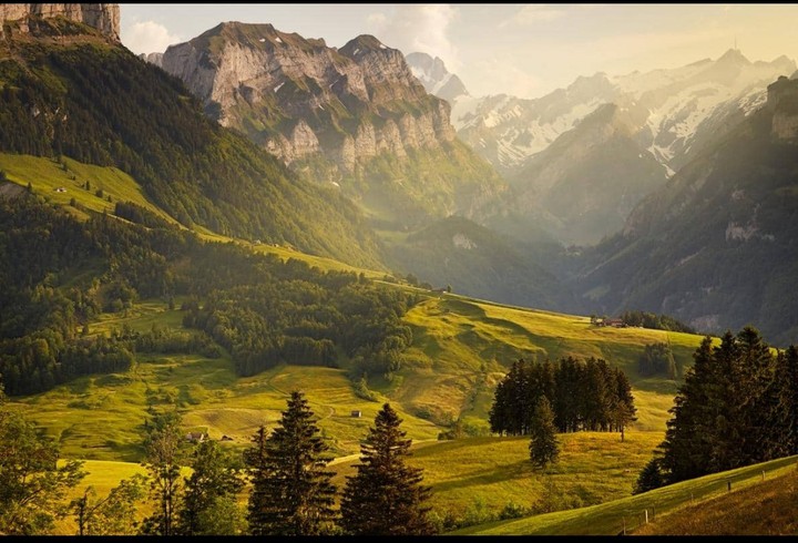 forest nature