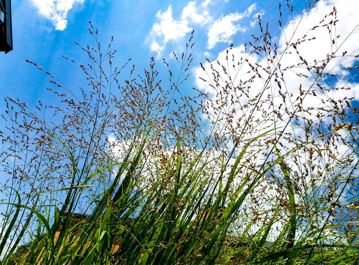 Summer sky