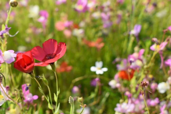 Flowers field ?