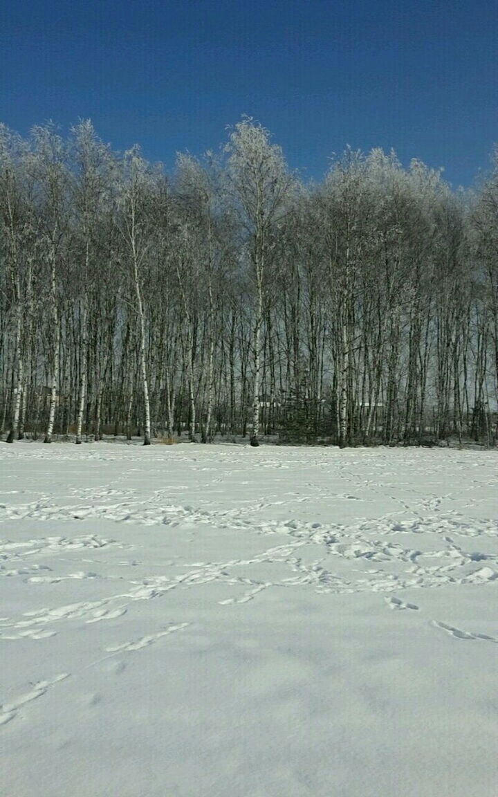 birches