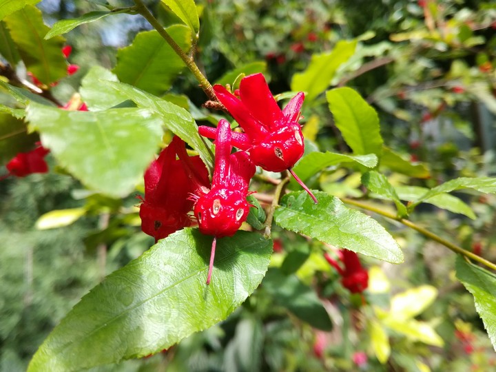 Pepper1