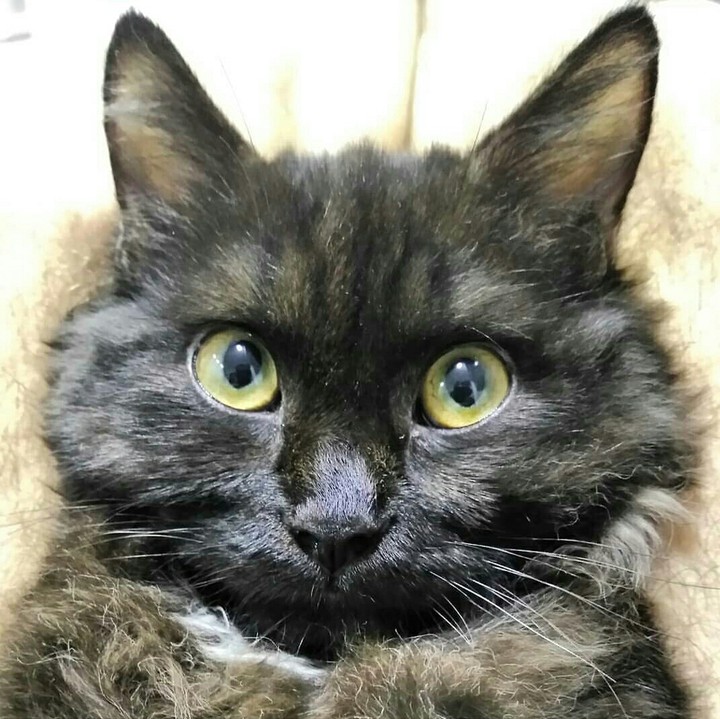 my cat