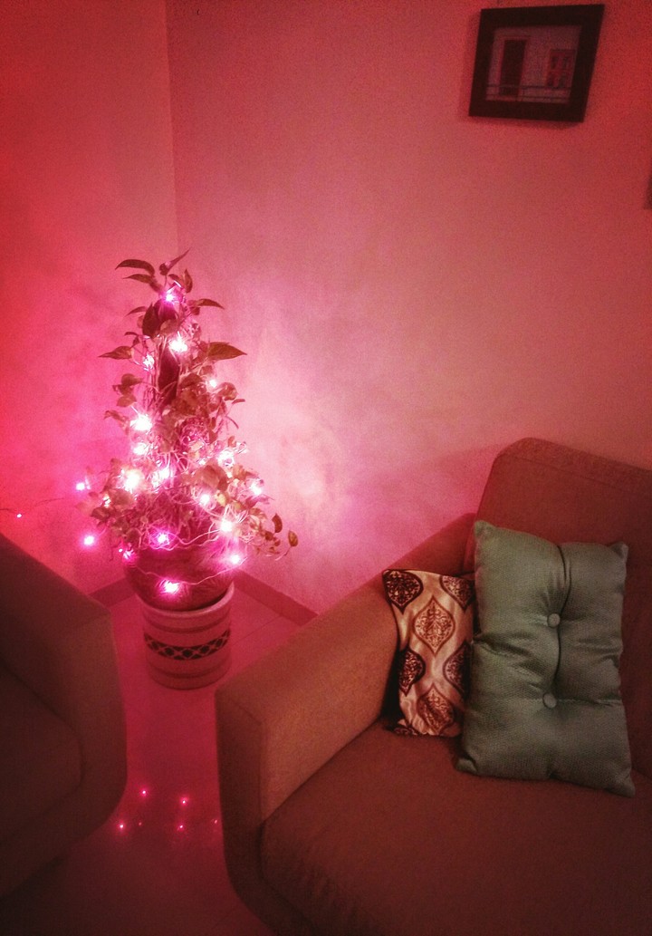 Quirky Money Plant Christmas Tree