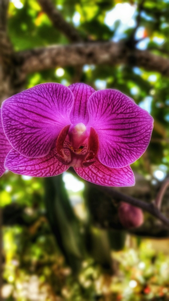 Orquídea