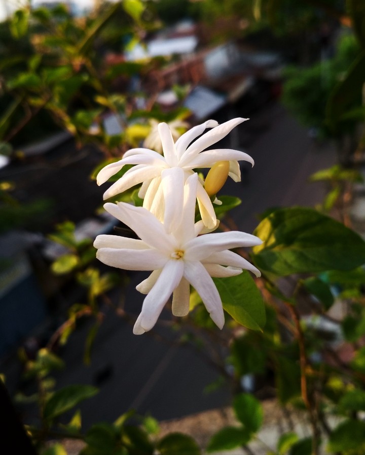 Flower