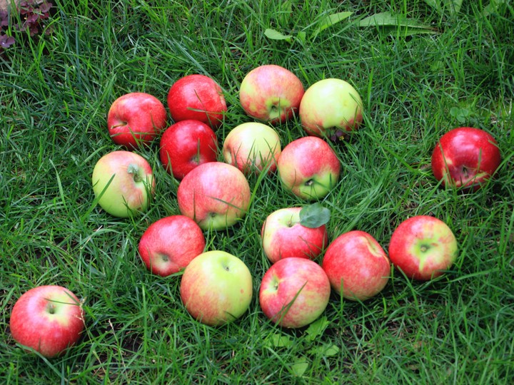 Apples