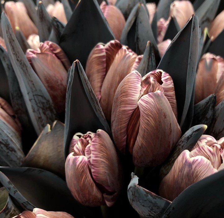 fantastic tulip