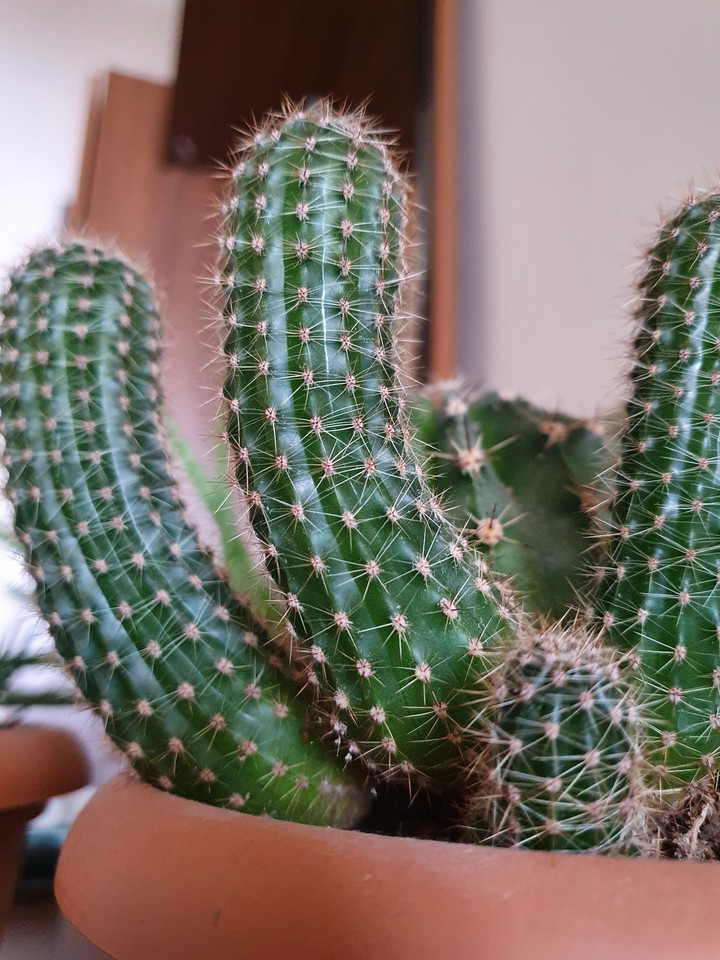 kaktüs CACTUS