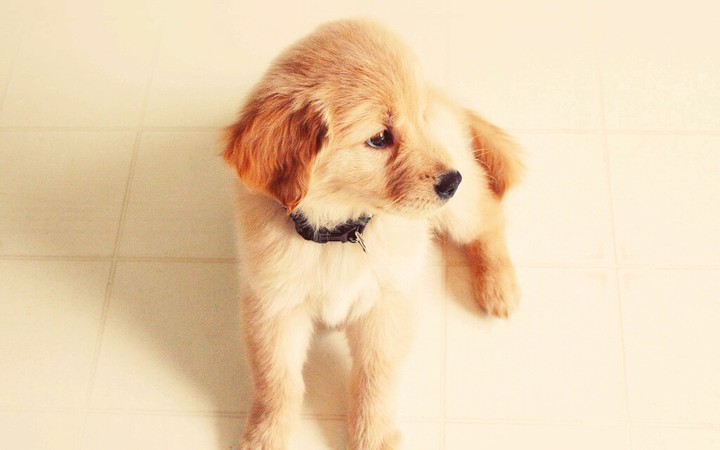 perro muy lindo y pequeño