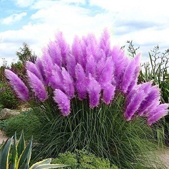Grass pampa