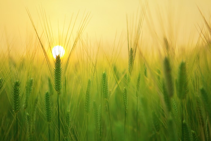 green sunrise