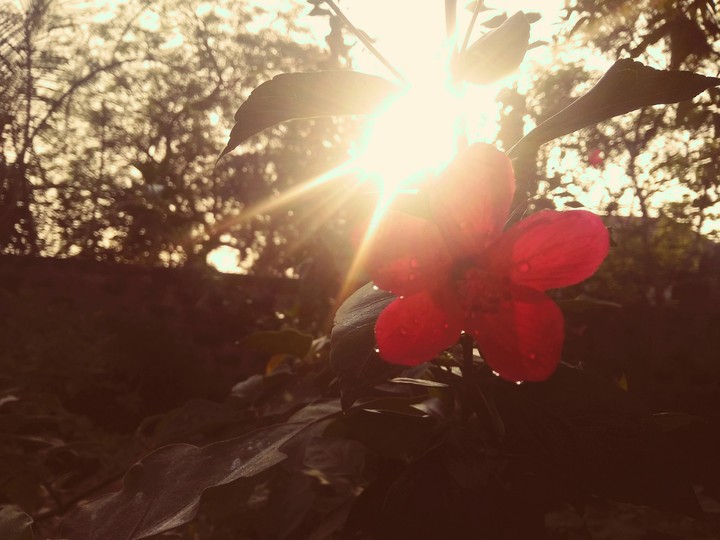 FLOWER