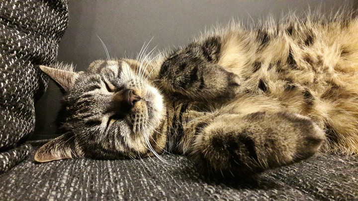 My lovely puffy cat