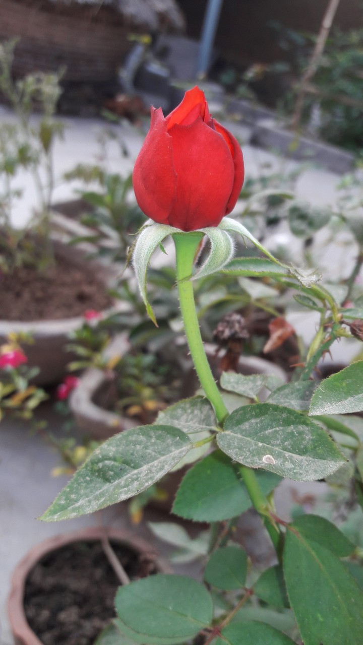 rose