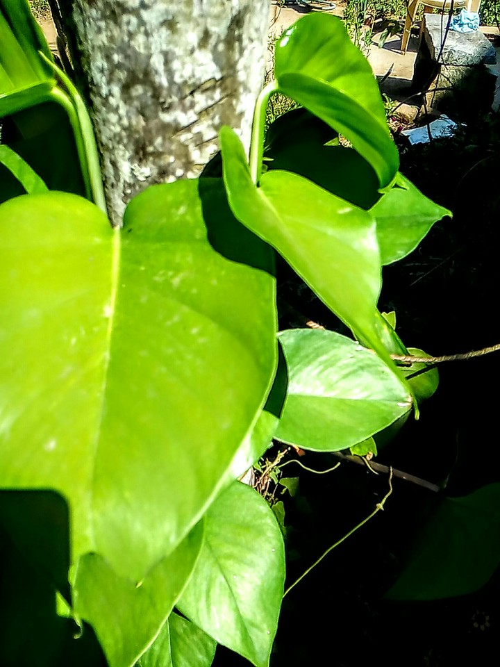 green leaves