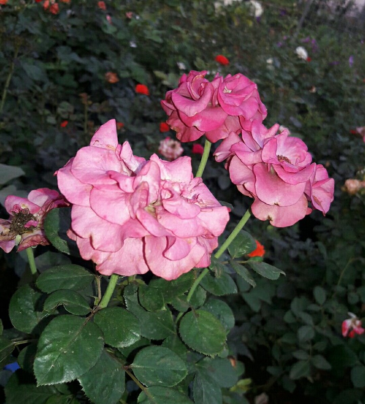 rose