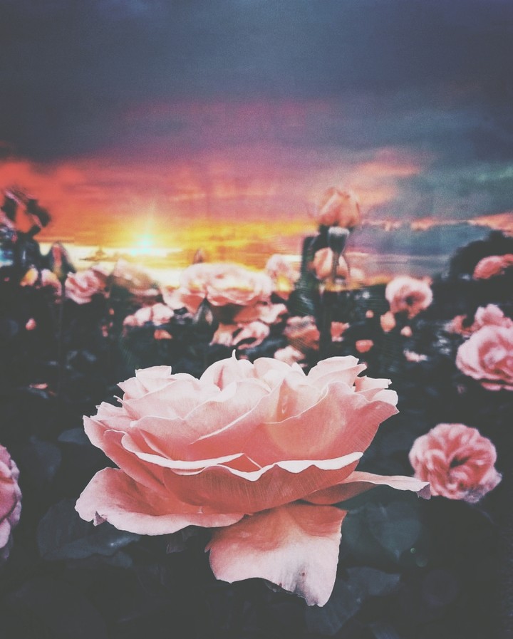 flowers in sunshine