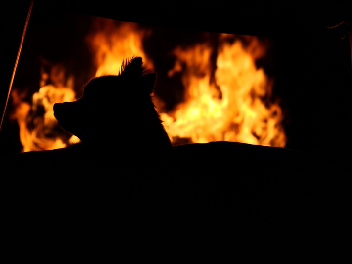 Hund, Dog, Animal, Tier, Fire, Feuer
