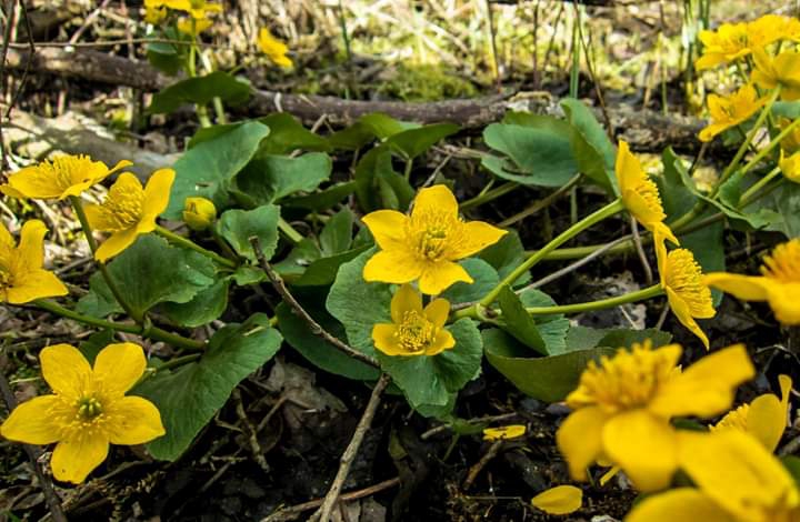 wildflowers