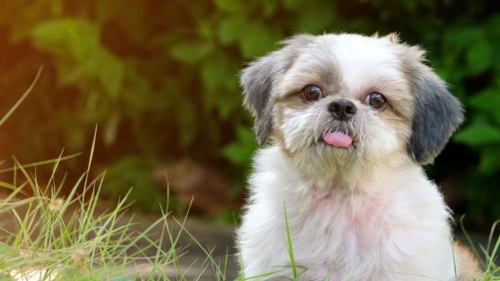 bello perrito